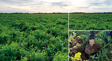 Couverts végétaux 2026