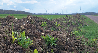 Mesures prophylactiques contre la jaunisse virale