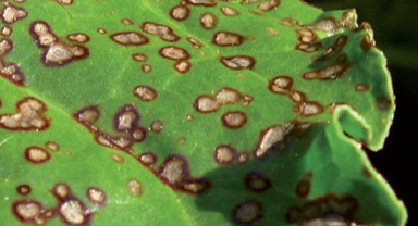 Maladie foliaire cercosporiose