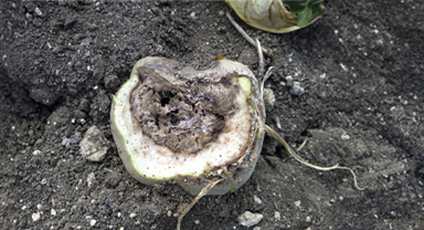 Infestation de Rhizopus : comment repérer une parcelle à risque ?