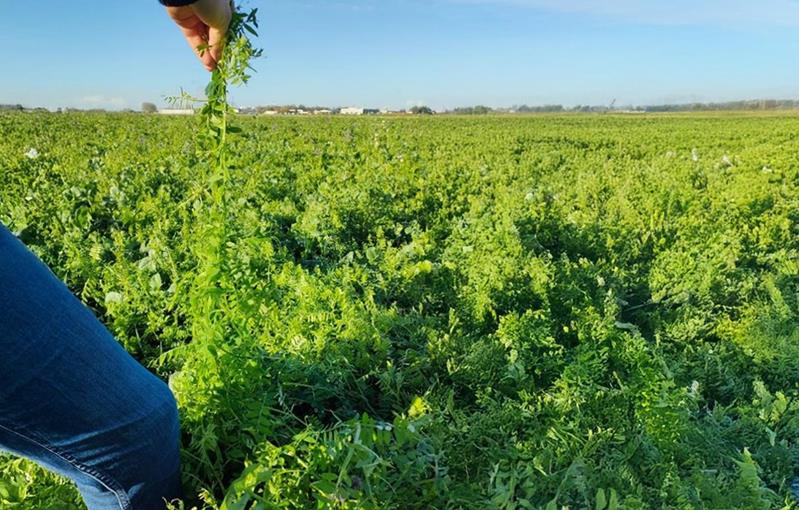 Le bénéfice du couvert végétal se raisonne à l’échelle de la rotation et du bilan azoté global.