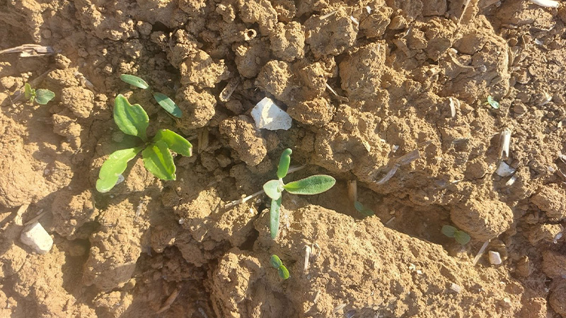 Le déclenchement du premier traitement avec Conviso One s’effectue à 2 feuilles vraies pour les chénopodes ou la flore dominante. Ici, à côté de la betterave, un chénopode a atteint ce seuil.