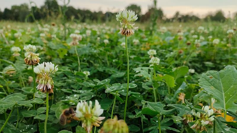 Sur la ferme agroécologique d’Étrépagny, l’objectif est de produire
un haut niveau de matière sèche notamment grâce aux couverts « Biomax »
implantés systématiquement avant des cultures de printemps.