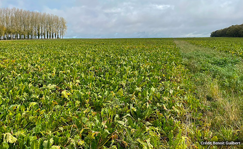 puis servir de zone de passage du matériel à la récolte des betteraves.