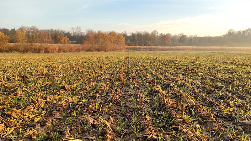 Levée du blé après la récolte du maïs grain.