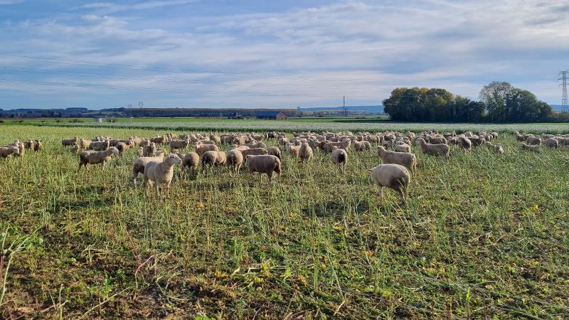 L’un des principaux intérêts du pâturage du couvert d’interculture se situe du côté de l’élevage. Les couverts apportent du fourrage supplémentaire et prolongent le temps de pâturage à l’extérieur.