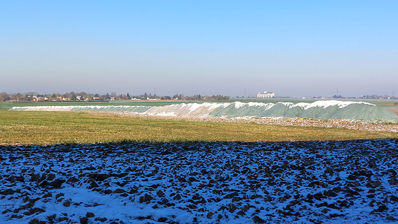 L’automne dernier, les arrachages ont été tardifs, mais réalisés juste avant le gel. Les milliers de tonnes de betteraves stockées en bord de champ ont été bâchées et protégées à temps.