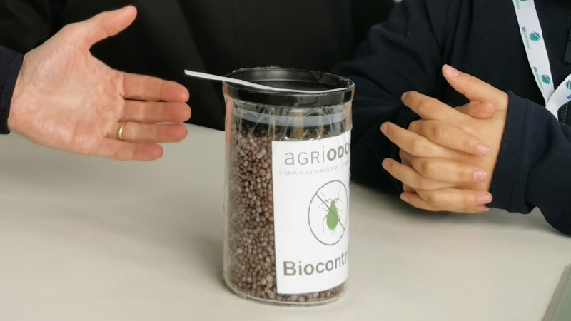 Les granulés composés d’allomones créés par la société Agriodor s’appliquent avec un épandeur centrifuge.
