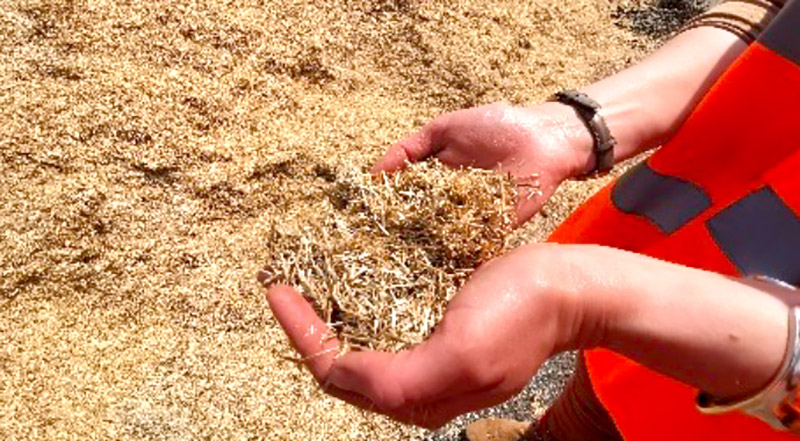 Le miscanthus broyé alimente la chaudière à biomasse de l’Usine coopérative de déshydratation du Vexin.