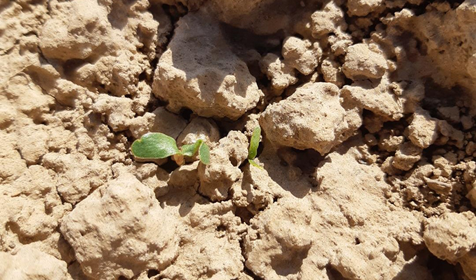 Ici côte à côte une plantule de betterave et une autre de fenugrec