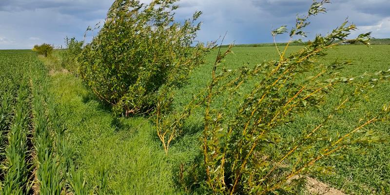 L’enlèvement des filets protégeant les plants fait partie des gestes écoresponsables de gestion des plastiques agricoles.