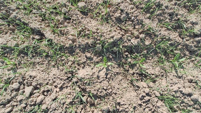 Parcelle de betteraves de la région du Neubourg avec une très forte infestation de ray-grass.