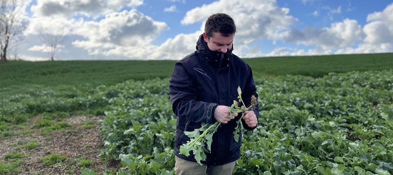 Présence le 27 mars de larves d’altises dans les tiges de colza mais en dessous du seuil de nuisibilité (2 à 3 larves par plante ou présence de larves constatée dans 7 pieds sur 10).