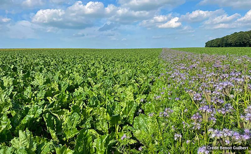 La bande fleurie a des rôles multiples : attirer les insectes pollinisateurs au printemps et en été lorsqu’elle est à floraison