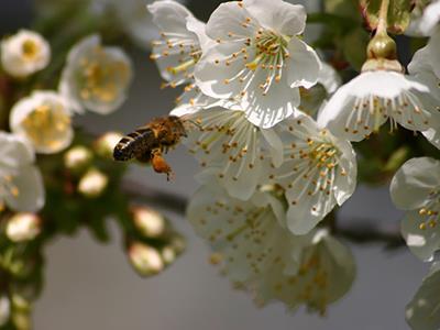 Abeilles noires - ©Frédéric Raviart