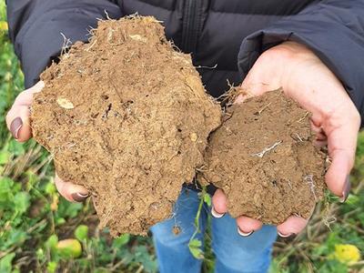 Test bêche : les mottes de terre restent intactes. Le sol est bien structuré, bien colonisé par les racines des couverts avec de nombreuses micro et macro-porosités.

Cet échantillon témoigne d'une bonne activité biologique du sol.